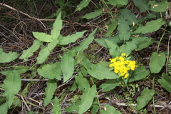 Senecio otites