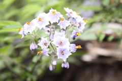 Solanum palustre
