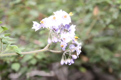 Solanum palustre