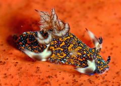 Trapania miltabrancha