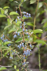 Berberis darwinii