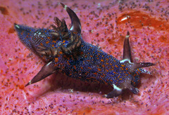 Trapania miltabrancha