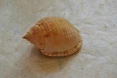 Semicassis granulata image