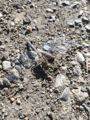 Rhionaeschna diffinis