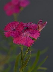 Dianthus gratianopolitanus