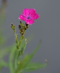 Dianthus gratianopolitanus