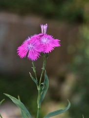 Dianthus gratianopolitanus