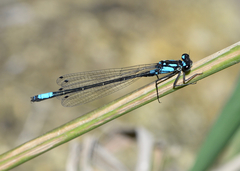 Zoniagrion exclamationis