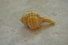 Ranularia cynocephala image