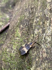 Correbidia assimilis