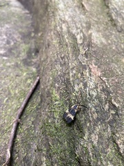 Correbidia assimilis