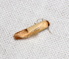 Tachystola stenoptera