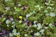 Caltha palustris radicans