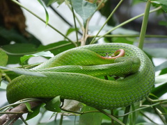 Trimeresurus popeiorum