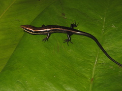 Psychosaura macrorhyncha