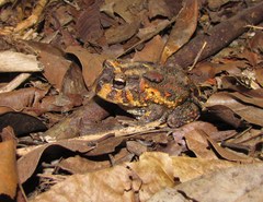 Odontophrynus carvalhoi