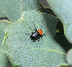 Cryptocephalus sanguinicollis