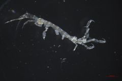 Caprella mutica