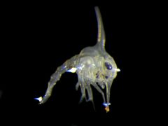 Hemigrapsus oregonensis