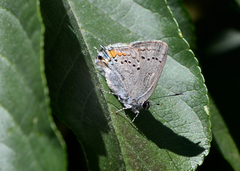 Satyrium californica