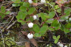 Gaultheria pyroloides
