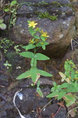 Hypericum kamtschaticum