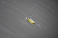 Tortanus discaudatus