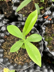 Daphnopsis caracasana
