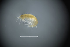 Calliopius