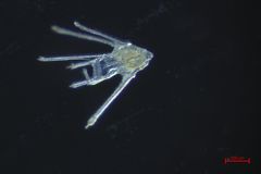 Dendraster excentricus