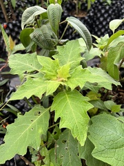 Brugmansia vulcanicola