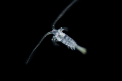 Centropages abdominalis