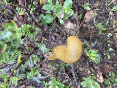Ariolimax brachyphallus