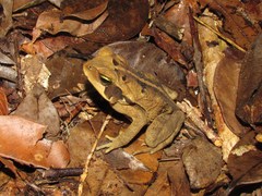 Rhinella crucifer