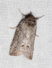 Nycteola polycyma