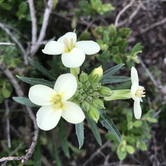 Erysimum franciscanum