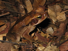 Rhinella crucifer