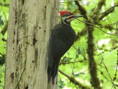 Dryocopus pileatus