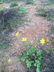 Ranunculus fascicularis