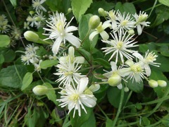 Clematis vitalba