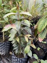 Zinowiewia australis