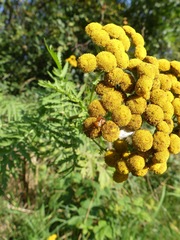 Tanacetum vulgare