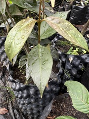 Zinowiewia australis