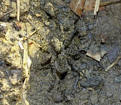 Arctosa maculata