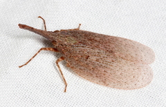Rentinus dilatatus