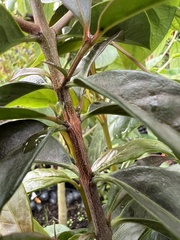 Zinowiewia australis