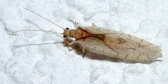 Micromus lanosus