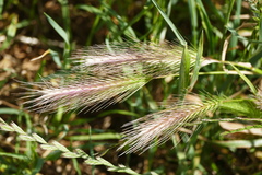 Hordeum murinum leporinum