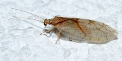 Micromus lanosus