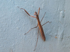 Musoniella